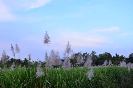 Paddy Field flowersの写真素材