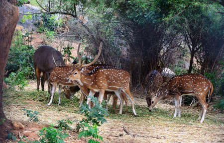 Spotted deerの写真素材