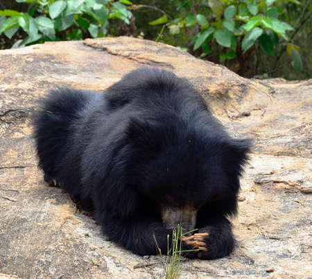 Black Bearの写真素材
