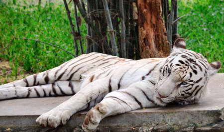 White Tigerの写真素材