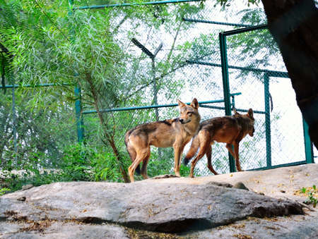 Inidan Wolvesの写真素材