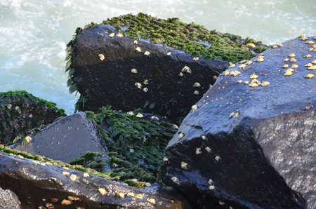 Green Rocks in seashoreの写真素材