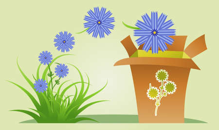 Semi-abstract illustration of collecting chicory flowers for medical purposesのイラスト素材