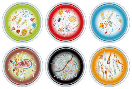 Six Petri dishes with bacterial colonies of different colorsのイラスト素材