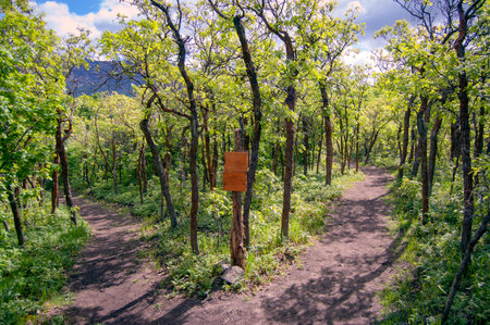mountain trail splits into two separate paths with wood signs and trees in the backgroundの写真素材