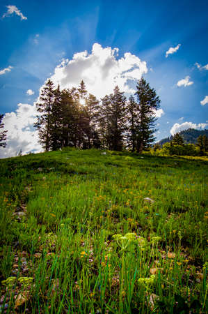 mountain hillside of wildflowers in bloom against a beautiful sunrise peaking through the pine treesの写真素材