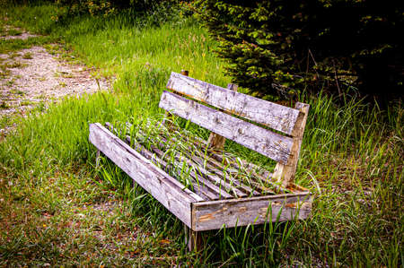 old country bench with tall green grass growing up through the wooden slatsの写真素材