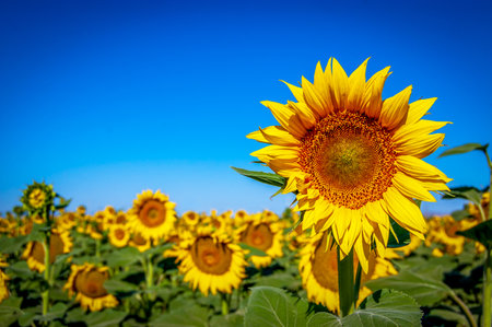 sunflowers basking in the sunshine against a blue sky in the backgroundの写真素材