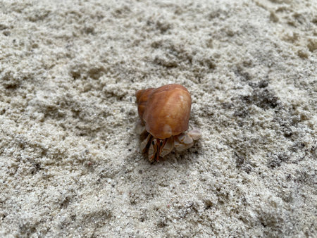 Crab in some of the best vacations.の写真素材