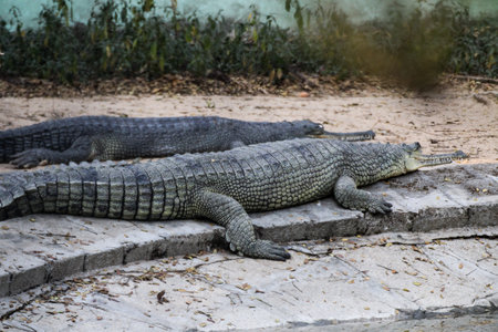 The Gharial, also known as gavial or fish-eating crocodile!!の写真素材