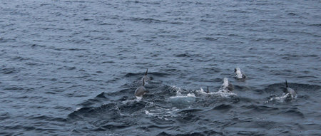 Playful spirits of the sea, dolphins dance in the waves, spreading joy all around. ð¬ð¦の写真素材