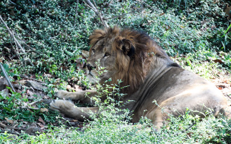Lion lying down in the shade of a tree in the wild.の写真素材