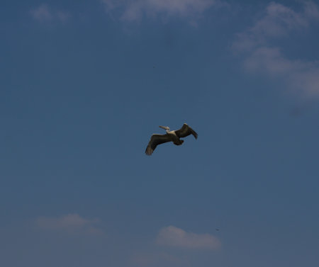 Bird flying in the blue sky with white clouds in the background.の写真素材