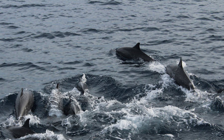 Playful spirits of the sea, dolphins dance in the waves, spreading joy all around. ð¬ð¦の写真素材