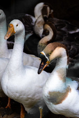 Closeup shot of ducks.