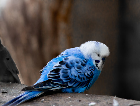 Closeup of a parrot sitting on a branch.