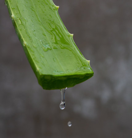 Closeup shot of aloe vera with gel dripping .の写真素材