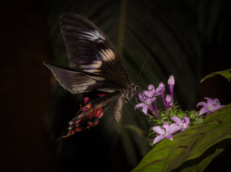 Butterfly sitting on a lavender color flower and drinking nectar.