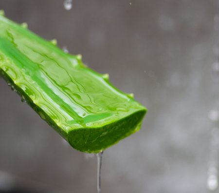 Closeup shot of aloe vera with gel dripping .の写真素材