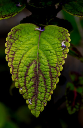 A macro shot of a green and brown leaf.の写真素材