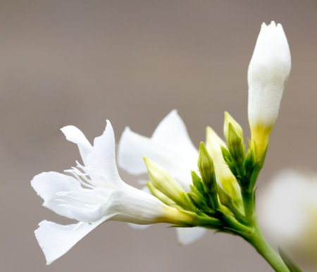 A close-up photo of a white flower with green stems against a blurred background.の写真素材