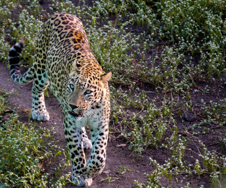 A closeup shot of a leopard in a jungle looking at the cameraの写真素材