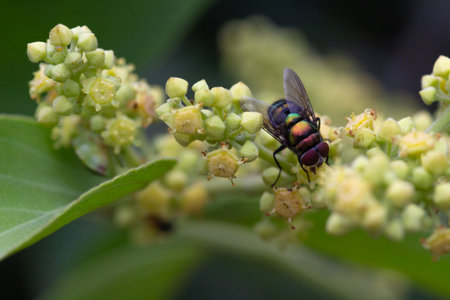 Macro shot of a fly sitting on a leaf