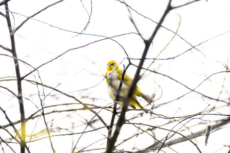 The Indian white-eye birds sitting on a branch of a tree in a forest.の写真素材