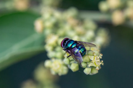 Macro shot of a hairy maggot blow fly sitting on a leaf