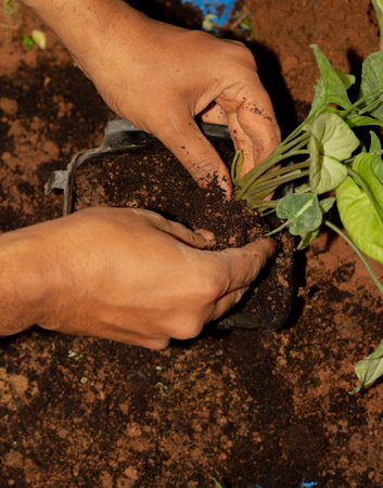 A closeup shot of a man's hand potting an indoor plant for vertical gardenの写真素材