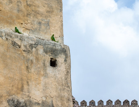 Two parrots sitting on the walls of Golconda Fort, Hyderabad, Indiaの写真素材
