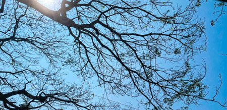 A tree with branches spread on a roadside filtering sunlight through its branches and leaves.
