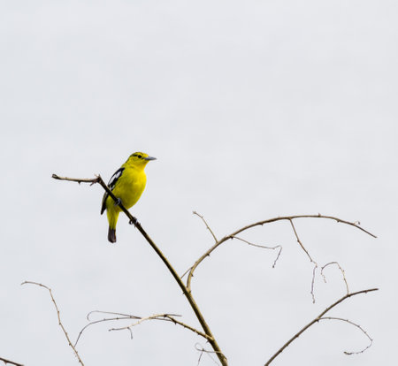 Close up of a common lora bird sitting on a branch of a tree.の写真素材