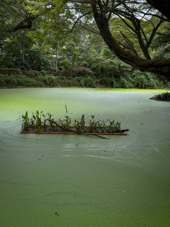 A beautiful picture of a green marsh lake with plants in middle , surrounded with greeneryの写真素材