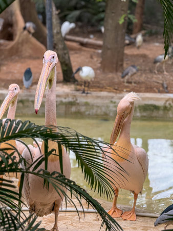 Rosy pelican standing near the water body behind the leaves with a blurred background in Mysore zoo.の写真素材