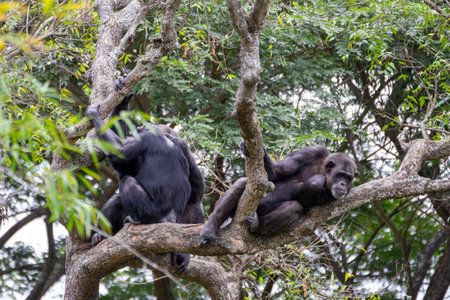 Gorillas sitting on a branch of a tree in a zooの写真素材