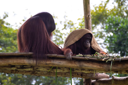 Mother and baby orangutan sitting and playing on a platform in a zooの写真素材