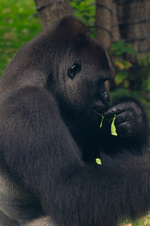 Close up of a silver back gorilla eating leaf in a zooの写真素材