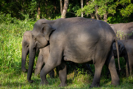 A close up shot of side of a group of elephants taken in a jungle safari.の写真素材