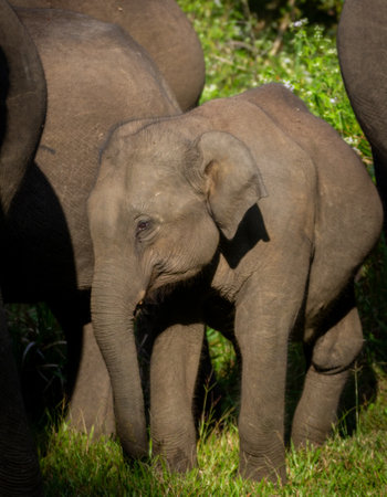 A close shot of a baby elephant with group of elephants in a jungle safari.の写真素材