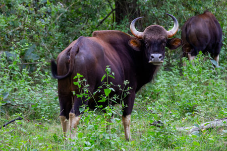 Close up of a Gaur also known as Indian Bison looking back during a jungle safari.の写真素材