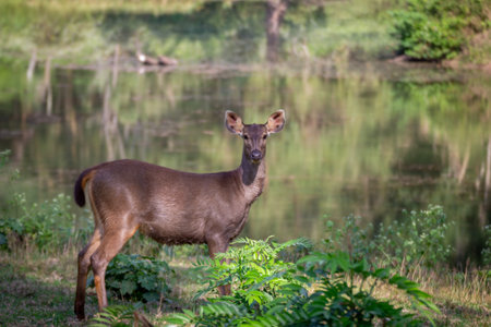 A close up shot of a sambar deer taken during a jungle safari.の写真素材