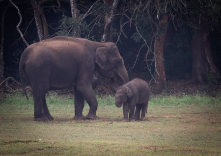 Close up shot of an elephant playing with it's baby taken during a jungle safariの写真素材