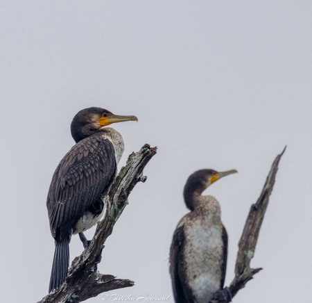 Close up shot of The great cormorants sitting in the branch of a tree in a forest with one being in focusの写真素材