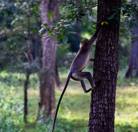 Close up shot of a gray langur climbing a branch of a tree and looking the other side.