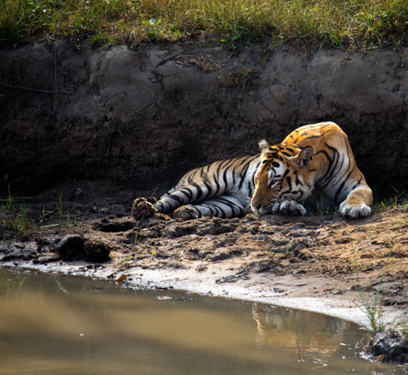 A close up shot of a tiger resting near a water body in a forestの写真素材