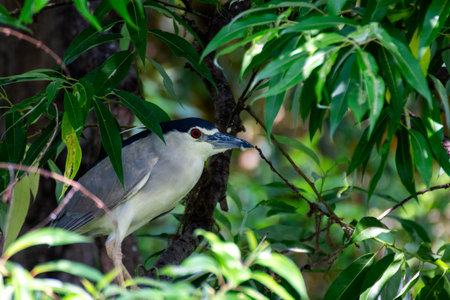 Close up of a night heron sitting on a tree in a bird sanctuaryの写真素材