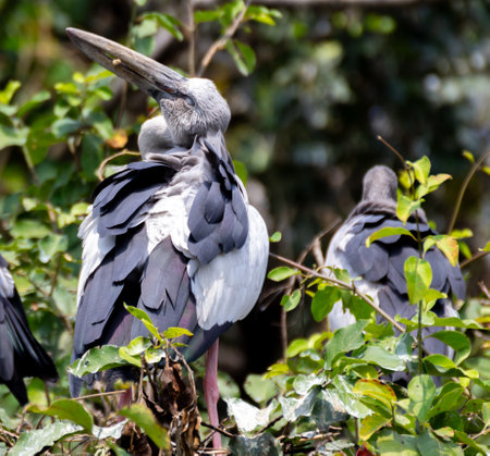 Close up shot of a asian open billed stork sitting on a tree with it's face turned backの写真素材