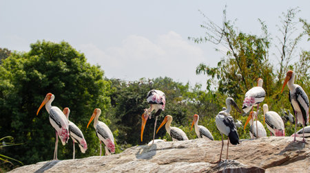 A group of painted storks drinking water and sunbathing in summers in a bird sanctuaryの写真素材
