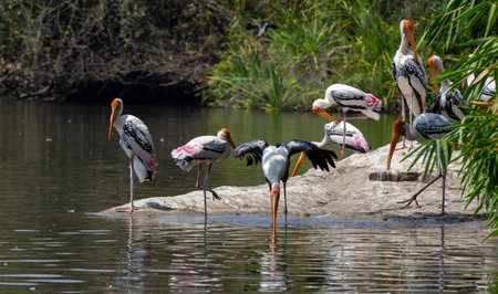 A group of painted storks drinking water and sunbathing in summers in a bird sanctuaryの写真素材